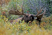 Elch, das Wachstum der Geweihe ist nach circa 5 Monaten abgeschlossen  -  (Alaska-Elch - Foto Elchschaufler vor dem Beginn der Brunft), Alces alces - Alces alces gigas, Moose, the antlers take about 5 months to fully develop  -  (Giant Moose - Photo bull Moose)