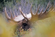 Elche werden im Britischen Englisch ELK genannt, im Amerikanischen Englisch heisst er MOOSE  -  (Alaska-Elch - Foto Elchbulle ruht zwischen Weiden), Alces alces - Alces alces gigas, Moose is called ELK in British English  -  (Giant Moose - Photo bull Moose resting)