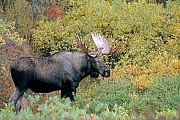 Elch, ausgewachsene  Elchbullen erreichen in Alaska ein Durchschnittsgewicht von 630kg  -  (Alaska-Elch - Foto junger Elchschaufler), Alces alces - Alces alces gigas, Moose, a mature Alaskan bull Moose has an average weigh of 630kg  -  (Alaska Moose - Photo young bull Moose)