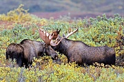Elche koennen in Gefangenschaft ein Hoechstalter von 27 Jahren erreichen  -  (Alaska-Elch - Foto Elchbullen spielerisch kaempfend), Alces alces - Alces alces gigas, Moose, the maximum lifespan in captivity is 27 years of age  -  (Alaska Moose - Photo bull Moose playfully fighting)