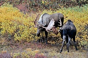 Elch, die Geweihe der Nordamerikanischen und Sibirischen Elchbullen sind in der Regel groesser und massiger, als die der Europaeischen Artgenossen  -  (Alaska-Elch - Foto Elchschaufler spielerisch kaempfend), Alces alces - Alces alces gigas, Moose, the North American and Siberian moose antlers are usually larger than those of Eurasian Moose  -  (Giant Moose - Photo bull Moose playfully fighting)