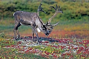 Porcupine Caribou, this subspecies is mainly found in Alaska and some adjacent parts of Canada  -  (Grants Caribou - Photo Porcupine Caribou a bull with velvet-covered antlers)