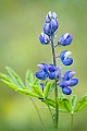 Der traubenartige Bluetenstand der Alaska-Lupine besteht aus blauen und sehr selten aus weissen Blueten, Lupinus nootkatensis, The bunch-like inflorescence of the Nootka Lupin consists of blue and very rarely of white flowers