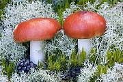 Apfeltaeublinge sind gute aber schwer zu bestimmende Speisepilze  -  (Apfel-Taeubling - Foto Apfeltaeublinge zwischen Moosen und Flechten), Russula paludosa, Russula paludosa is a good but difficult to determine edible mushroom  -  (Photo Russula paludosa between moss and lichen)