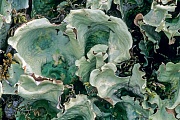 Nephroma arcticum ist eine Flechte aus der Gattung der mittelgrossen Laubflechten  -  (Foto Nephroma arcticum in Alaska), Nephroma arcticum, Arctic Kidney Lichen is a genus of medium large foliose lichens  -  (Green Light - Photo Arctic Kidney Lichen in Alaska)
