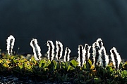 Die Arktische Weide ueberlebt noch auf 80 Grad noerdlicher Breite und ist somit eine von 2 am weitesten im Norden lebenden bedecktsamigen Pflanzen, Salix arctica, The Arctic Willow grows in tundra and is the northernmost woody plant in the world