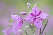The Dwarf Fireweed has a circumboreal distribution  -  (River Beauty Willowherb - Photo Dwarf Fireweed close up of the flower)