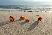 Ambers at the beach on the North Sea coast