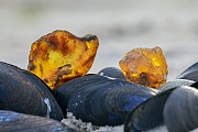 Ambers on Blue Mussels on the North Sea coast