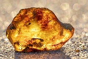 Amber with enclosed fly, on the left edge in the center, and plant parts