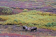 Elche werden im Britischen Englisch ELK genannt, im Amerikanischen Englisch heisst er MOOSE  -  (Alaska-Elch - Foto Elchbullen spielerisch kaempfend), Alces alces - Alces alces gigas, Moose is called ELK in British English  -  (Alaska Moose - Photo bull Moose playfully fighting)