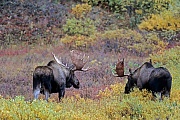 Elche sind weltweit die groessten lebenden Vertreter aus der Familie der Hirsche  -  (Alaska-Elch - Foto Elchbullen spielerisch kaempfend), Alces alces - Alces alces gigas, Moose is the largest species in the deer family  -  (Alaskan Moose - Photo bull Moose playfully fighting)