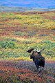 Elch, die Geweihe der Nordamerikanischen und Sibirischen Elchbullen sind in der Regel groesser und massiger, als die der Europaeischen Artgenossen  -  (Alaskaelch - Foto Elchschaufler vor Brunftbeginn), Alces alces - Alces alces gigas, Moose, the North American and Siberian moose antlers are usually larger than those of Eurasian Moose  -  (Alaskan Moose - Photo bull Moose in the tundra)