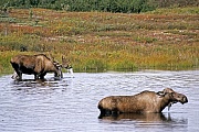 Elche sind die einzige Hirschart, die auch unter Wasser fressen kann  -  (Alaskaelch - Foto Elchbulle und Elchkuh in einem Tundrasee), Alces alces - Alces alces gigas, Moose are the only deer that are capable of feeding underwater  -  (Alaska Moose - Photo bull Moose and cow Moose in a lake in the tundra)
