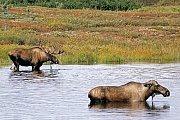 Elch, eine sehr wichtige Nahrungsquelle sind Wasserpflanzen  -  (Alaska-Elch - Foto Elchbulle und Elchkuh in einem Tundrasee), Alces alces - Alces alces gigas, Moose need to consume a good quantity of aquatic plants  -  (Alaska Moose - Photo bull Moose and cow Moose in a lake in the tundra)