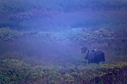 Elch, in Alaska und Sibirien koennen die groessten Vertreter dieser Tierart beobachtet werden  -  (Alaska-Elch - Foto Elchbulle im Nebel), Alces alces - Alces alces gigas, Moose, the largest subspecies can be found in Alaska and Siberia  -  (Alaska Moose - Photo bull Moose in fog)