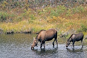 Elch, die Kaelber bleiben in der Regel ein Jahr beim Muttertier und werden kurz vor der Geburt des neuen Nachwuchses vertrieben  -  (Alaska-Elch - Foto Elchkuh und Elchkalb in einem Tundrasee), Alces alces - Alces alces gigas, Moose, the calf will stay with the dam until before the next young are born  -  (Giant Moose - Photo cow Moose and calf in a lake in the tundra)