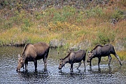 Elch, die Kaelber werden im Mai und Juni geboren  -  (Alaska-Elch - Foto Elchkuh und Elchkaelber in einem Tundrasee), Alces alces - Alces alces gigas, Moose, the young are usually born in May and June  -  (Giant Moose - Photo cow Moose and calves in a lake in the tundra)
