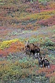 Elch, eine sehr wichtige Nahrungsquelle sind Wasserpflanzen  -  (Alaskaelch - Foto Elchkuh und Kaelber), Alces alces - Alces alces gigas, Moose need to consume a good quantity of aquatic plants  -  (Alaska Moose - Photo cow Moose with calves)
