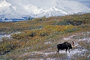 Elche sind weltweit die groessten lebenden Vertreter aus der Familie der Hirsche  -  (Alaska-Elch - Foto Elchbulle vor der Alaskabergkette), Alces alces - Alces alces gigas, Moose is the largest species in the deer family  -  (Alaska Moose - Photo bull Moose in front of the Alaskarange)