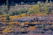 Elch, in der Brunft suchen Bullen die Weibchen auf, um sich mit ihnen zu paaren  -  (Alaska-Elch - Foto Elchschaufler und Elchkuh in der Brunft), Alces alces - Alces alces gigas, Moose, in the mating season, the bulls will seek several cows to breed with  -  (Alaska Moose - Photo bull Moose and female in the rut)