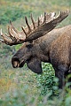 Elch, nur den Maennchen wachsen Geweihe  -  (Alaska-Elch - Foto kapitaler Elchschaufler mit Bastgeweih), Alces alces - Alces alces gigas, Moose, only the bull Moose grow antlers  -  (Alaskan Moose - Photo bull Moose with velvet-covered antlers)