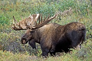 Elche sind weltweit die groessten lebenden Vertreter aus der Familie der Hirsche  -  (Alaska-Elch - Foto kapitaler Elchschaufler mit Bastgeweih), Alces alces - Alces alces gigas, Moose is the largest species in the deer family  -  (Alaskan Moose - Photo bull Moose with velvet-covered antlers)