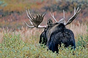 Elch, die Geweihe der Nordamerikanischen und Sibirischen Elchbullen sind in der Regel groesser und massiger, als die der Europaeischen Artgenossen  -  (Alaskaelch - Foto Elchschaufler in der Tundra), Alces alces - Alces alces gigas, Moose, the North American and Siberian moose antlers are usually larger than those of Eurasian Moose  -  (Alaskan Moose - Photo bull Moose in the tundra)