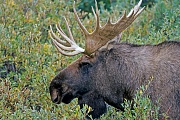 Elch, die Paarungszeit wird in der Fachsprache Brunft oder Brunftzeit genannt  -  (Alaska-Elch - Foto junger Elchbulle vor der Brunft), Alces alces - Alces alces gigas, Moose, the mating season called THE RUT  -  (Giant Moose - Photo young bull Moose in the tundra)
