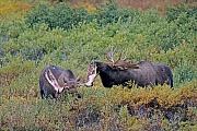 Elch, die Gewichte der Elchbullen variieren je nach Vorkommen und Alter zwischen 380 - 700kg, es werden in seltenen Faellen Gewichte von ueber 800kg erreicht  -  (Alaska-Elch - Foto Elchschaufler auf Nahrungssuche), Alces alces - Alces alces gigas, Moose, males normally weigh from 380 to 700kg  -  (Alaska Moose - Photo bull Moose foraging)