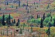 Elch, die Brunft beginnt im September und endet im Oktober  -  (Alaska-Elch - Foto Elchbullen in der Brunft), Alces alces - Alces alces gigas, Moose, the mating occurs in September and October  -  (Alaska Moose - Photo bull Moose in the rut)