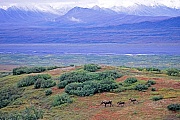 Elchkuehe mit Jungen sind sehr gefaehrlich und koennen auch Menschen attackieren, wenn diese sich zu sehr naehern  -  (Alaska-Elch - Foto Elchkuh und Kaelber vor der Alaska-Bergkette), Alces alces - Alces alces gigas, Moose, females with young are very protective and will attack humans who came to close  -  (Alaskan Moose - Photo cow Moose with calves in front of the Alaska-Range)