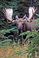 Elche koennen in Gefangenschaft ein Hoechstalter von 27 Jahren erreichen  -  (Alaskaelch - Foto Elchbulle), Alces alces - Alces alces gigas, Moose, the maximum lifespan in captivity is 27 years of age  -  (Alaska Moose - Photo bull Moose)