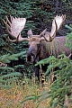Elche sind die zweitgroessten Landsaeuger Europas und Nordamerikas  -  (Alaskaelch - Foto Elchschaufler), Alces alces - Alces alces gigas, Moose are the second largest land animals in Europe and North America  -  (Alaska Moose - Photo bull Moose)