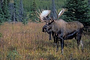 Elch, in Nordamerika werden mehr Menschen von Elchen verletzt, als von allen anderen Wildtieren  -  (Alaska-Elch - Foto Elchschaufler in der Brunft), Alces alces - Alces alces gigas, Moose in North America, they injure more people than any other wild mammal  -  (Alaska Moose - Photo bull Moose in the rut)