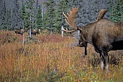 Elch, ausgewachsene  Elchbullen erreichen in Alaska ein Durchschnittsgewicht von 630kg  -  (Alaskaelch - Foto Elchschaufler beobachtet junge Elchbullen), Alces alces - Alces alces gigas, Moose, a mature Alaskan bull Moose has an average weigh of 630kg  -  (Alaskan Moose - Photo bull Moose and young bulls in the rut)