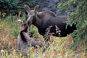 Moose is the largest species in the deer family  -  (Alaskan Moose - Photo young bull Moose and calf)