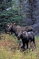 Elche koennen taeglich mehr als 32kg Nahrung aufnehmen  -  (Alaskaelch - Foto junger Elchbulle und Elchkaelber), Alces alces - Alces alces gigas, Moose can eat up to 32kg of food per day  -  (Alaskan Moose - Photo young bull Moose and calves)