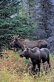 Elche sind sehr gute Schwimmer  -  (Alaska-Elch - Foto junger Elchbulle und Elchkaelber), Alces alces - Alces alces gigas, Moose are excellent swimmers  -  (Alaskan Moose - Photo young bull Moose and calves)