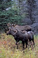 Elche sind die einzige Hirschart, die auch unter Wasser fressen kann  -  (Alaskaelch - Foto junger Elchbulle und Kaelber), Alces alces - Alces alces gigas, Moose are the only deer that are capable of feeding underwater  -  (Alaska Moose - Photo young bull Moose and calves)