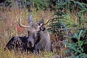 Elche werden im Britischen Englisch ELK genannt, im Amerikanischen Englisch heisst er MOOSE  -  (Alaska-Elch - Foto junger Elchbulle), Alces alces - Alces alces gigas, Moose is called ELK in British English  -  (Alaska Moose - Photo bull Moose resting)