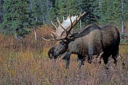 Elch, die Gewichte der Elchbullen variieren je nach Vorkommen und Alter zwischen 380 - 700kg, es werden in seltenen Faellen Gewichte von ueber 800kg erreicht  -  (Alaska-Elch - Foto Elchschaufler in der Brunftzeit), Alces alces - Alces alces gigas, Moose, males normally weigh from 380 to 700kg  -  (Alaskan Moose - Photo bull Moose in the rut)