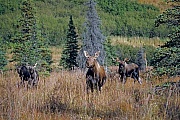 Elch, das Maennchen wird als Bulle bezeichnet, das Weibchen nennt man Kuh und das Jungtier bezeichnet man als Kalb  -  (Alaskaelch - Foto junger Elchbulle treibt Elchkuh und ihre Kaelber), Alces alces - Alces alces gigas, Moose, the male is called a bull, the female is a cow and a young is a calf  -  (Alaskan Moose - Photo young bull Moose, female and calves in the rut)