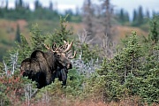 Elch, die gefaehrlichsten natuerlichen Feinde in Nordamerika sind Woelfe, Baeren und Pumas  -  (Alaskaelch - Foto junge Elchbullen in der Tundra), Alces alces - Alces alces gigas, Moose, predators in North America are wolves, bears and cougars  -  (Alaskan Moose - Photo young bull Moose in the tundra)