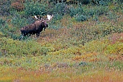 Elch, in der Brunft suchen Bullen die Weibchen auf, um sich mit ihnen zu paaren  -  (Alaska-Elch - Foto Elchschaufler in der Tundra), Alces alces - Alces alces gigas, Moose, in the mating season, the bulls will seek several cows to breed with  -  (Alaska Moose - Photo bull Moose in the tundra)