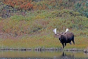 Elch, das Wachstum der Geweihe ist nach circa 5 Monaten abgeschlossen  -  (Alaska-Elch - Foto Elchschaufler an einem Tundrasee), Alces alces - Alces alces gigas, Moose, the antlers take about 5 months to fully develop  -  (Alaska Moose - Photo bull Moose in the tundra)