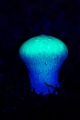 Staeubling im UV-Licht, Lycoperdon species, Puffball in UV light