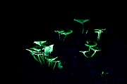 Pilze im UV-Licht, Biofluoreszenz, Mushroom in UV light