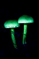 Schwefelkopf im UV-Licht, Hypholoma species, Mushroom in UV light
