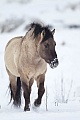 Heck Horse stallion cross a snowy covered meadow in a flood plain - (Tarpan - breed back)